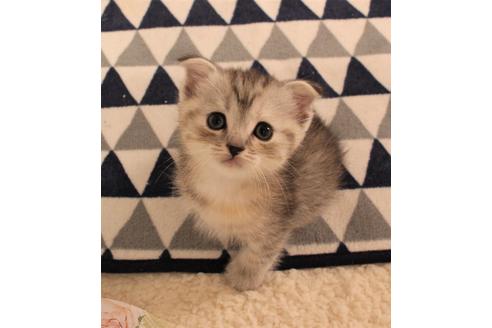 成約済の大阪府のスコティッシュフォールド-7176